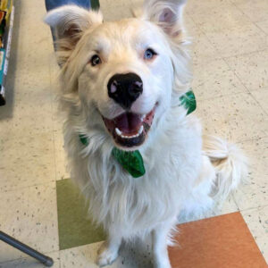 rescue dog Nash in a sparkly green collar