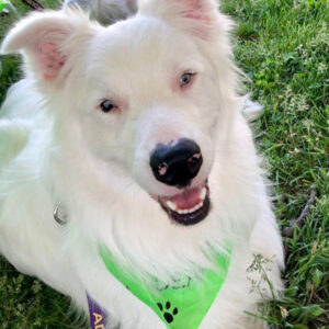 rescue dog Nash in a light green bandana