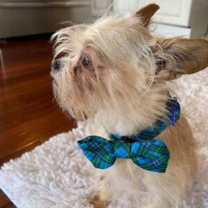 rescue dog Oliver in a blue and green plaid bowtie