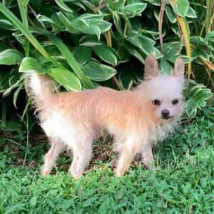 rescue dog Oliver standing in the grass next to a large leafy bush