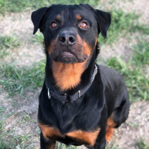 rescue dog Sarge sitting in grass and looking at camera