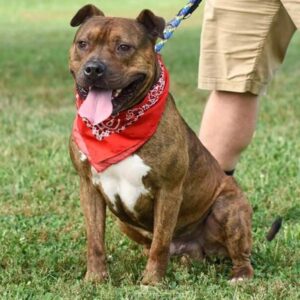 rescue dog Solly sitting in grass wearing a red paisley bandana