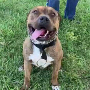 rescue dog Solly sitting in grass with mouth open and looking at camera